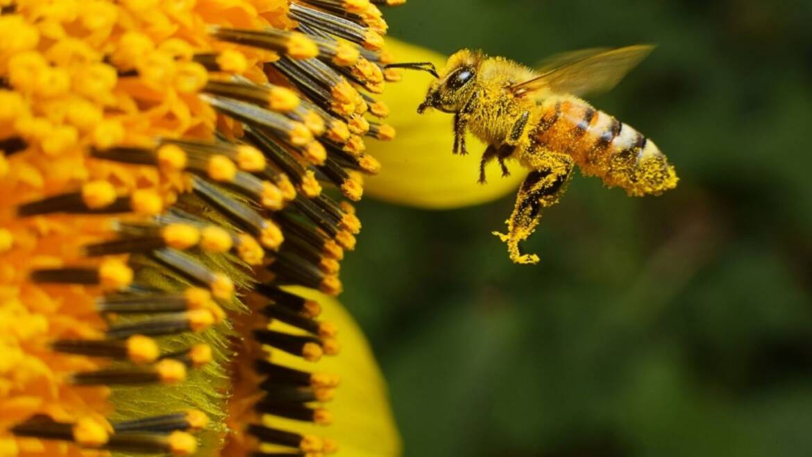 Fiori